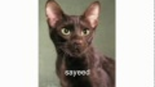 Video: <em>Lost</em> Re-Enacted By Cats